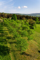 Obraz premium Fruit trees in beautiful orchard, traditional organic farming, healthy lifestyle concept, green grass, White Carpathians, Czech and Slovak republic border, sunny summer day, clear blue sky