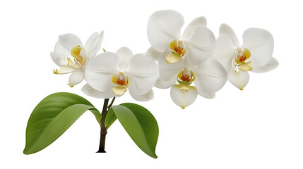 Obraz premium orchid flower in full bloom with green leaf isolated on transparent background