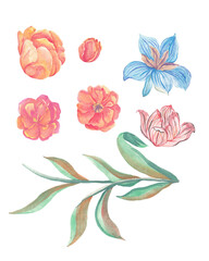 set of flowers watercolor handdraw clipart cute