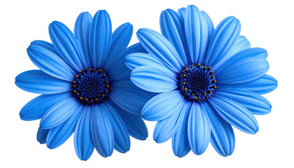 Two vibrant blue daisy flowers with dark centers isolated on white background.