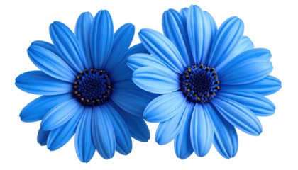Two vibrant blue daisy flowers with dark centers isolated on white background.