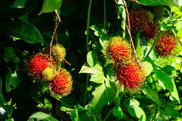 Ripe rambutan fruits or Nephelium lappaceum fruits hanging in a rambutan tree.