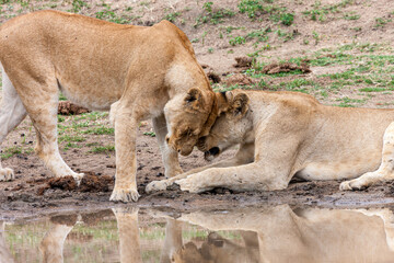 South Africa, Kruger National Park, Lion (Panthera leo), female