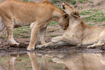 South Africa, Kruger National Park, Lion (Panthera leo), female