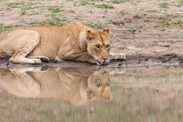 South Africa, Kruger National Park, Lion (Panthera leo), female