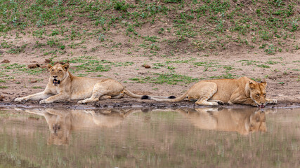 South Africa, Kruger National Park, Lion (Panthera leo), female