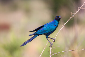 South Africa, Kruger National Park, Burchell's Glossy-starling (Lamprotornis australis)
