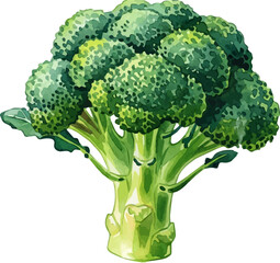 Watercolor Illustration of Broccoli