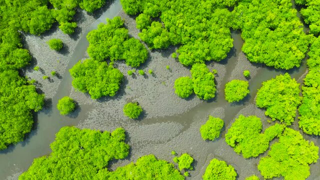 Aerial view of tropical green mangrove trees growing in winding muddy channels of an estuary, Amazon River, Brazil.