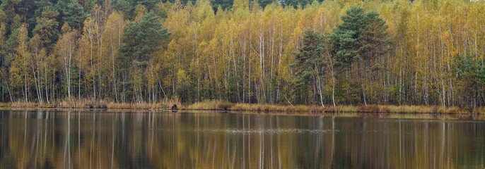 forest lake golden in autumn