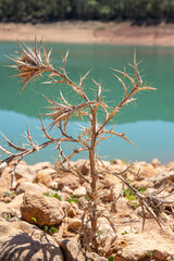 Dry thistle in close-up by a blue lake in drought