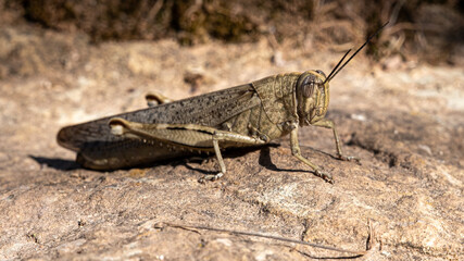 Egyptian locust (Anacridium aegyptium) in its natural environment