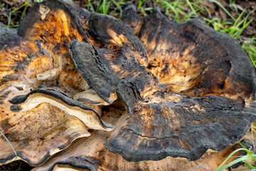 close-up of large dark brown bracket fungus with textured surface growing on decaying wood