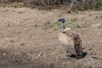South Africa, Kruger National Park, White-backed Vulture (Gyps africanus)
