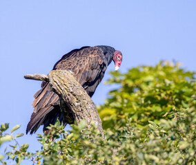Turkey Vulture