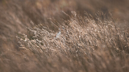 A Single Sparrow (Passer Domesticus) In High Dry Grass