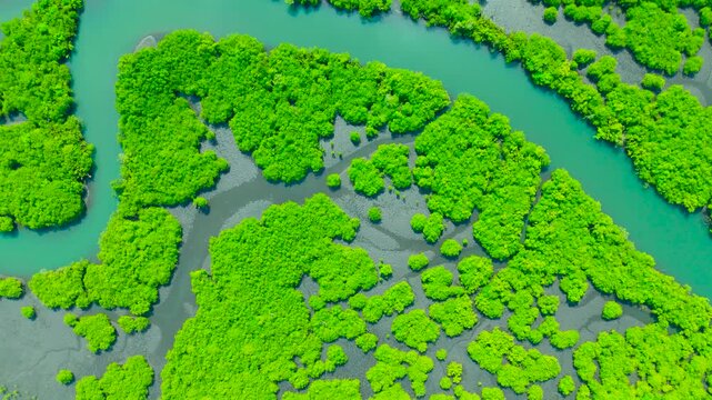 Aerial view of dense green forest and intricate waterways forming a complex pattern in the Amazon River region, Brazil.