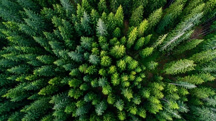 Overhead shot of a lush green forest with dense evergreen trees