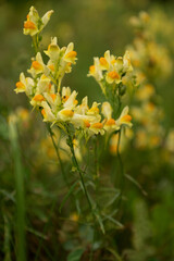 Linaria vulgaris Mill wild flower grows in summer field