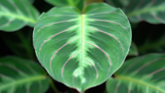 Detailed macro shot of a single green Maranta leuconeura leaf with its distinctive red veins. Natural botanical background with lush foliage