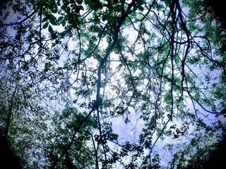 木漏れ日の森と青空