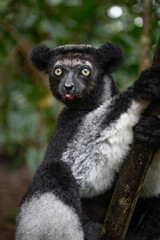 Obraz premium ring tailed lemur