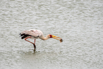 Yellow-billed stork fishing © Nicola
