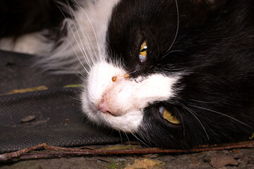 Cat conjunctivitis, tears running from the eye, eye disease in cats.