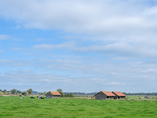 Koeien in veld  nabij de Abdij van Egmond, Noord-Holland province, The Netherlands