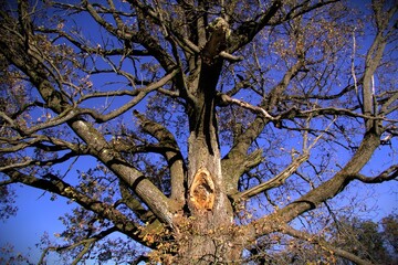 Fototapeta premium Branches of a big tree against blue sky