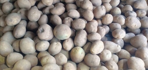A dense pile of freshly harvested potatoes, featuring light brown, unwashed skin and various oval shapes