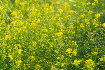 Vibrant yellow flowers bloom in a sunny summer field