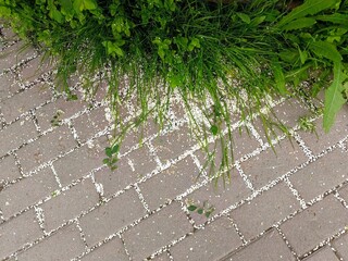 Green grass growing between paving slabs in the city park, closeup