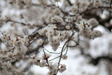 Apricot Blossom in Yerevan, Armenia