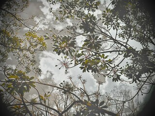 木漏れ日と空を見上げる枝のシルエット