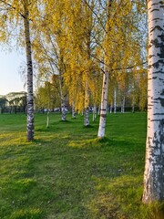 autumn park in the park