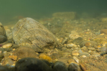 Adda (river)