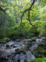 oak trees and moss near stream in exmoor forest