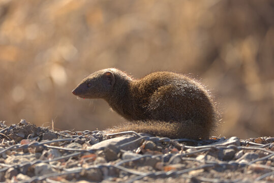 Dwarf Mongoose (Helogale parvula). Taken in Kruger National Park, South Africa.
