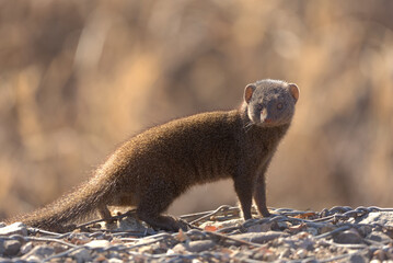 Dwarf Mongoose (Helogale parvula). Taken in Kruger National Park, South Africa.
