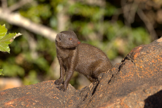 Dwarf Mongoose (Helogale parvula). Taken in Kruger National Park, South Africa.