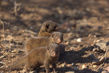 Dwarf Mongooses (Helogale parvula). Taken in Kruger National Park, South Africa.