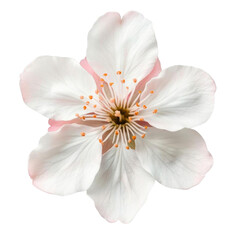 Fototapeta premium AI Image Blossoming beauty of an isolated white flower with delicate petals and a detailed center