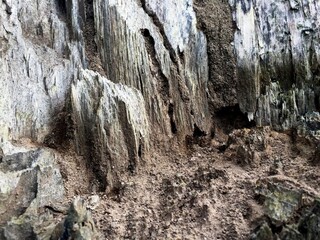 The texture of dry tree trunks in tropical areas with distinctive colors and patterns