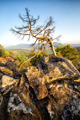 Árbol seco sobre el granito
