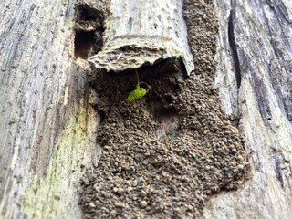 The texture of dry tree trunks in tropical areas with distinctive colors and patterns