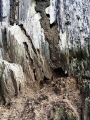 The texture of dry tree trunks in tropical areas with distinctive colors and patterns