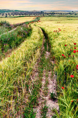Rodadas en el campo de trigo