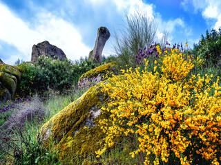 Piornos, cistus y jaras enre las rocas de granito