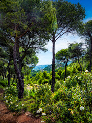 Primavera en el pinar